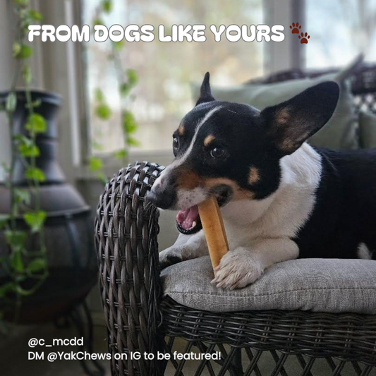 Medium Yak Chews - 2 oz