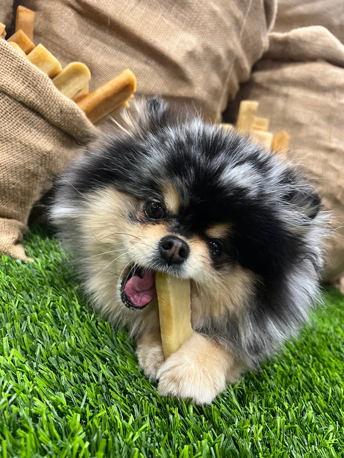 Small Yak Chews - 1 oz